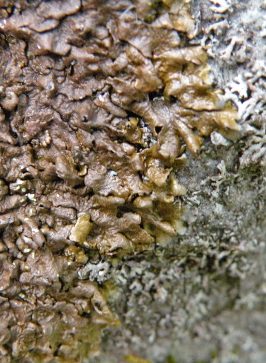 Dal Trentino, su roccia calcarea 1